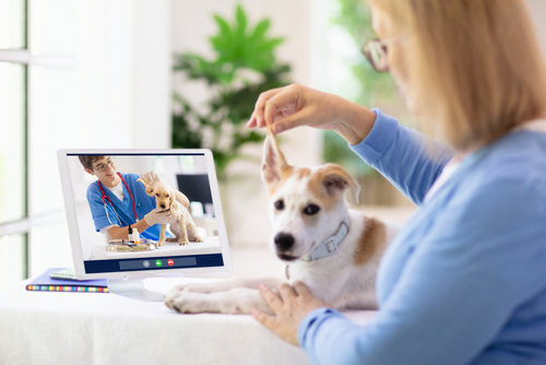 online veterinarian services